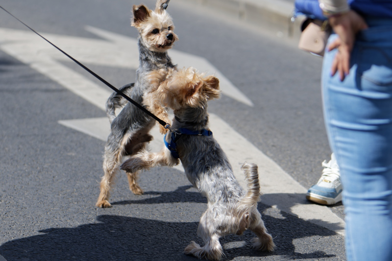 Two puppies playing